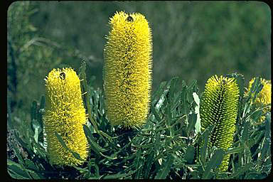 APII jpeg image of Banksia attenuata  © contact APII