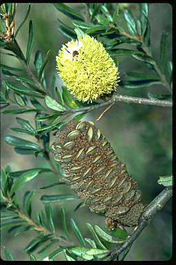 APII jpeg image of Banksia canei  © contact APII