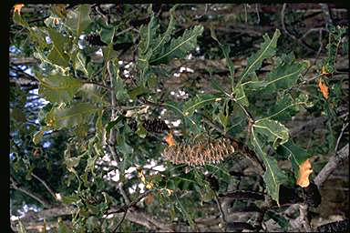 APII jpeg image of Banksia dentata  © contact APII