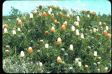 APII jpeg image of Banksia hookeriana  © contact APII