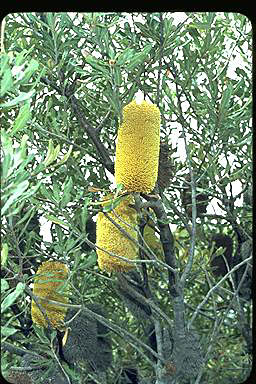 APII jpeg image of Banksia media  © contact APII