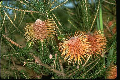 APII jpeg image of Banksia meisneri  © contact APII