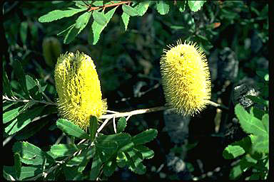 APII jpeg image of Banksia oblongifolia  © contact APII