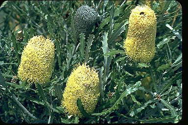 APII jpeg image of Banksia pilostylis  © contact APII