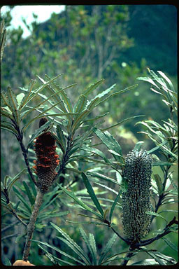 APII jpeg image of Banksia plagiocarpa  © contact APII