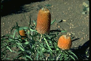 APII jpeg image of Banksia victoriae  © contact APII