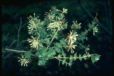 APII jpeg image of Grevillea amplexans  © contact APII