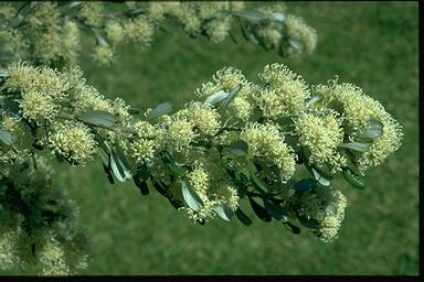 APII jpeg image of Grevillea argyrophylla  © contact APII