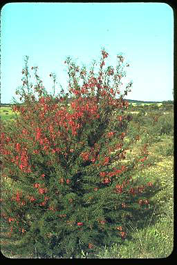 APII jpeg image of Grevillea dielsiana  © contact APII