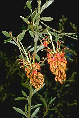 APII jpeg image of Grevillea diminuta  © contact APII