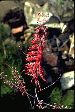 APII jpeg image of Grevillea dryandri  © contact APII