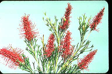 APII jpeg image of Grevillea hookeriana  © contact APII