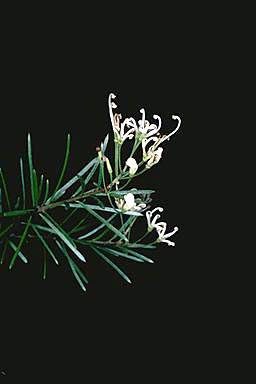 APII jpeg image of Grevillea inconspicua  © contact APII