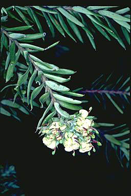 APII jpeg image of Grevillea jephcottii  © contact APII