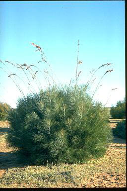 APII jpeg image of Grevillea leucopteris  © contact APII