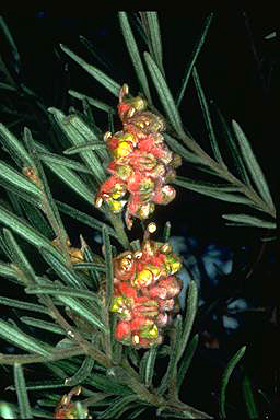 APII jpeg image of Grevillea polybractea  © contact APII