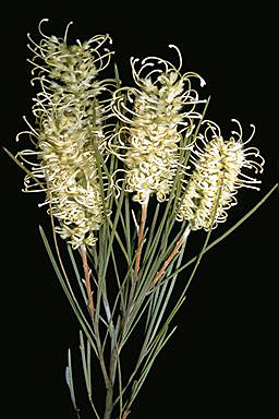 APII jpeg image of Grevillea pterosperma  © contact APII