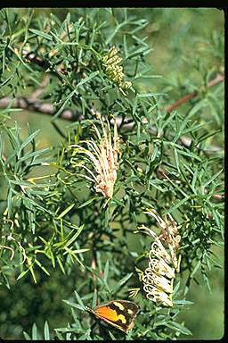 APII jpeg image of Grevillea rivularis  © contact APII