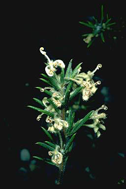 APII jpeg image of Grevillea scabra  © contact APII