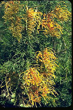 APII jpeg image of Grevillea tenuiloba  © contact APII