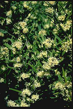 APII jpeg image of Grevillea muelleri  © contact APII