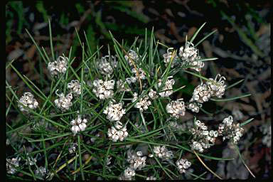 APII jpeg image of Grevillea umbellulata  © contact APII