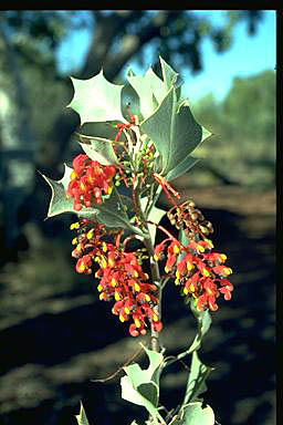 APII jpeg image of Grevillea wickhamii  © contact APII