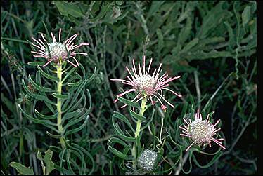 APII jpeg image of Isopogon linearis  © contact APII