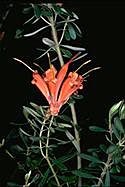 Lambertia inermis - click for a bigger image