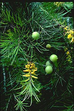 APII jpeg image of Persoonia pinifolia  © contact APII