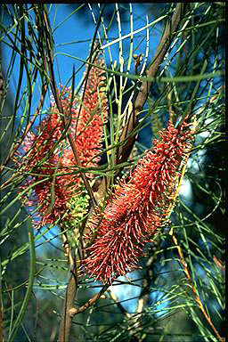 APII jpeg image of Hakea bucculenta  © contact APII