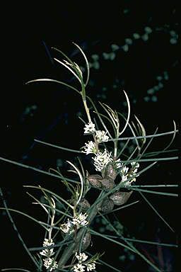 APII jpeg image of Hakea carinata  © contact APII