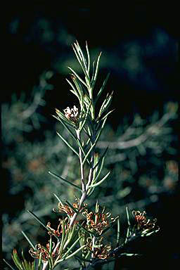 APII jpeg image of Hakea circumalata  © contact APII