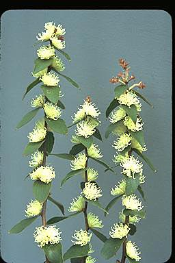 APII jpeg image of Hakea ferruginea  © contact APII