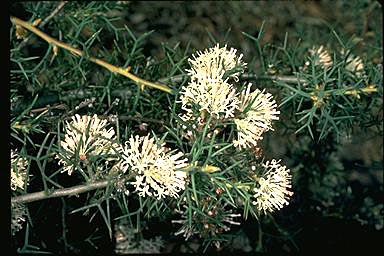 APII jpeg image of Hakea lissocarpha  © contact APII