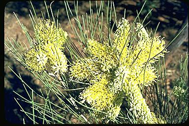 APII jpeg image of Hakea lorea  © contact APII