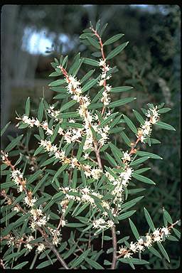 APII jpeg image of Hakea marginata  © contact APII