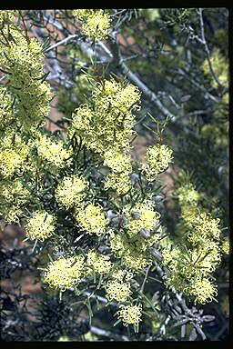 APII jpeg image of Hakea preissii  © contact APII