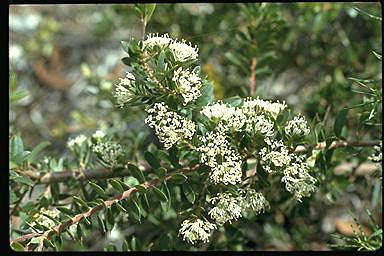 APII jpeg image of Hakea ruscifolia  © contact APII