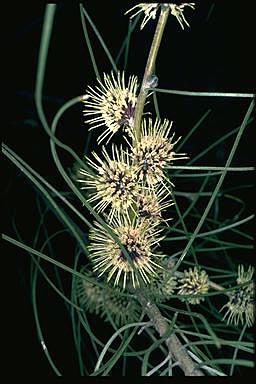 APII jpeg image of Hakea sulcata  © contact APII