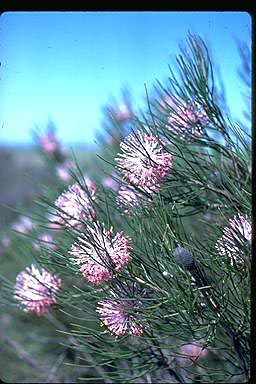 APII jpeg image of Isopogon divergens  © contact APII