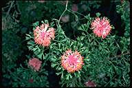 Isopogon dubius - click for larger image