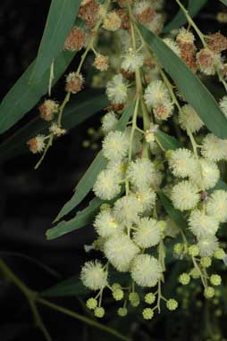 APII jpeg image of Acacia saliciformis  © contact APII