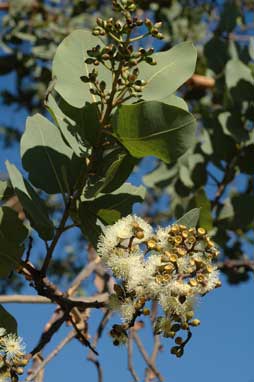 APII jpeg image of Corymbia peltata  © contact APII