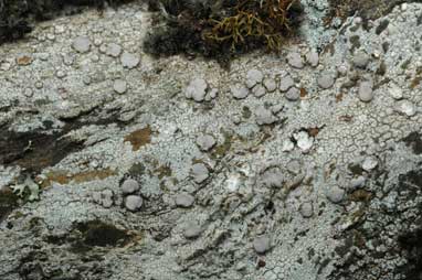 APII jpeg image of Lecanora farinacea  © contact APII