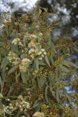 APII jpeg image of Eucalyptus melliodora  © contact APII