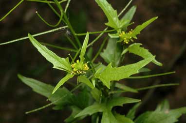 APII jpeg image of Sisymbrium erysimoides  © contact APII