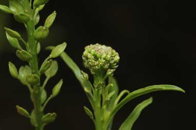 APII jpeg image of Lepidium africanum  © contact APII