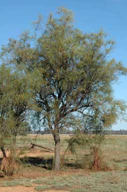 APII jpeg image of Acacia stenophylla  © contact APII