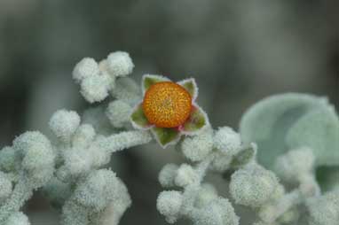 APII jpeg image of Chenopodium curvispicatum  © contact APII